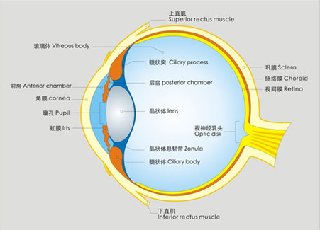 告訴你個(gè)“小秘密”：為什么眼睛不怕冷？